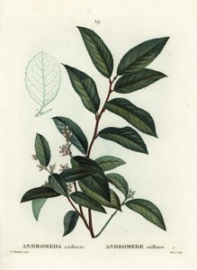 Fetterbush, Andromeda axillaris. Håndfarvet stipplegravering af Moret efter en illustration af Pierre-Joseph Redoute fra Henri Louis Duhamel du Moncels Treat des Arbres et Shrustes, Paris af Pierre Joseph Redouté