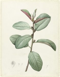 Ficus Rubiginosa (wc og kropsfarve over grafit på vellum) af Pierre Joseph Redouté