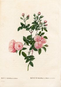 Kød-pink pink multiflora, Rosa multiflora var. carnea, Rosier Multiflora med carnea blomster. Håndfarvet stiplet kobberstik fra Pierre Joseph Redoutes "" Les Roses,"" Paris af Pierre Joseph Redouté