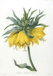 Fritillary, Imperiale gul sort, fra Valg af de smukkeste blomster og smukkeste frugter, 1827 (håndfarvet stiplet gravering)