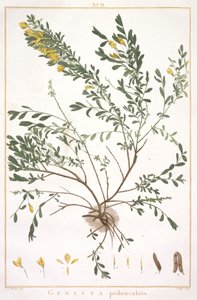 Genista pedunculata, fra Stripes Nova eller mindre kendt, 1784 (håndfarvet gravering) af Pierre Joseph Redouté