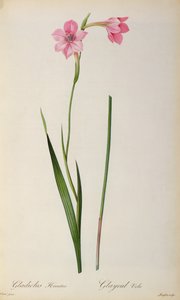 Gladiolus Hirsulus, fra `Les Liliacees