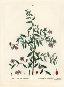 Gojibær eller kinesisk ulvebær, Lycium barbarum (Lycium lanceolatum). Håndfarvet prikkegravering af Du Ruisseau efter en illustration af Pierre-Joseph Redoute fra Henri Louis Duhamel du Moncels Treat des Arbres et Shrustes, Paris af Pierre Joseph Redouté