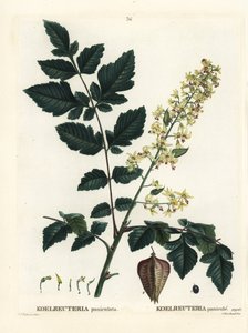 Goldenrain træ, Indiens stolthed, Kina træ eller lak træ, Koelreuteria paniculata. Håndfarvet stipplegravering af efter en illustration af Pierre-Joseph Redoute fra Henri Louis Duhamel du Monceaus Treat des Arbres et Shrustes, Paris af Pierre Joseph Redouté