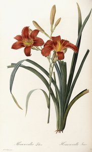 Hemerocallis Fulva - Hemerocallis Fauve af Pierre Joseph Redouté