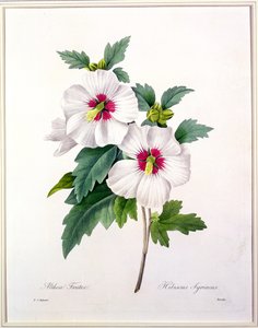 Hibiscus syriacus, graveret af Bessin, fra "Choix des Plus Belles Fleurs", 1827