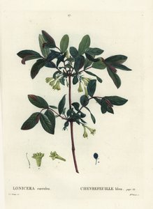 Honningbær, Haskap bær, blåbær kaprifolier eller sødbær kaprifolier, Lonicera caerulea. Håndfarvet stipplegravering af Miss Brenet efter en illustration af Pierre-Joseph Redoute fra Henri Louis Duhamel du Moncels Treat des Arbres et Shrustes af Pierre Joseph Redouté