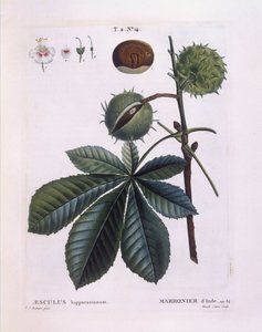 Hestekastanje eller Conker-træ (Aesculus hippocastanum), Henry Louis Duhamel du Monceau, botanisk plade af Pierre Joseph Redouté af Pierre Joseph Redouté