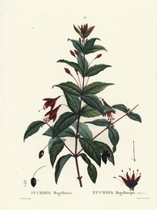 Hummingbird fuchsia, Fuchsia magellanica. Håndfarvet stipplegravering af Du Ruisseau efter en illustration af Pierre-Joseph Redoute fra Henri Louis Duhamel du Moncels Treat des Arbres et Shrustes, Paris af Pierre Joseph Redouté