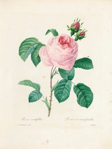 Hundredbladede roser, graveret af Langlois, fra 