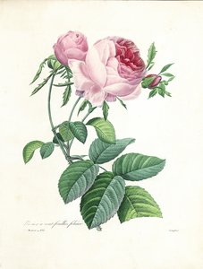 Hundredbladede roser, graveret af Langlois, fra 