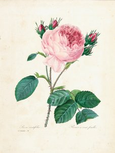 Hundredbladede roser, fra 