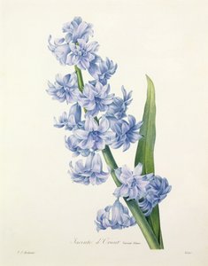 Hyacinthus orientalis (almindelig hyacint), graveret af Victor, fra 