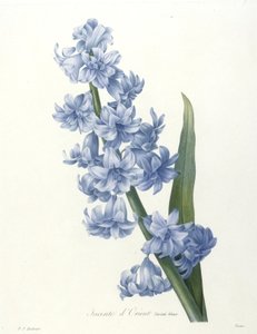 Orientalsk hyacint, blå sort, fra Valg af de smukkeste blomster og smukkeste frugter, 1827 (håndfarvet prikket gravering)