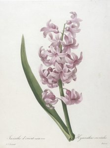 Orientalsk hyacintrosa sort, Hyacinthus orientalis, fra Valg af de smukkeste blomster og smukkeste frugter, 1827 (håndfarvet stiplet gravering)