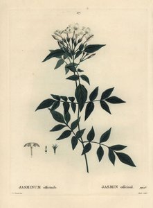 Jasmin, Jasminum officinale. Håndfarvet stipplegravering af Moret efter en illustration af Pierre-Joseph Redoute fra Henri Louis Duhamel du Moncels Treat des Arbres et Shrustes, Paris af Pierre Joseph Redouté