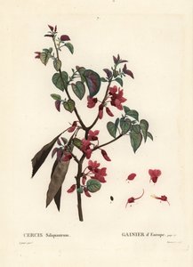 Judastræ, Cercis siliquastrum. Håndfarvet prikkegravering af Tassaert efter en illustration af Pierre-Joseph Redoute fra Henri Louis Duhamel du Moncels Treat des Trees et Shrustes, Paris af Pierre Joseph Redouté