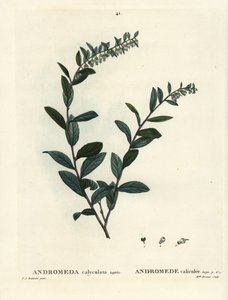 Læderblad, Chamaedaphne calyculata (Andromeda calyculata). Håndfarvet stipplegravering af Miss Brenet efter en illustration af Pierre-Joseph Redoute fra Henri Louis Duhamel du Moncels Treat des Arbres et Shrustes, Paris af Pierre Joseph Redouté