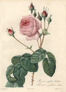 Salatbladsrose - Eau forte de Langlois, baseret på en illustration af Pierre Joseph Redoute (1759-1840), fra Les Roses af Pierre Joseph Redouté