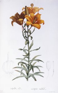 Lily Bulbiferum af Pierre Joseph Redouté