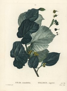 Lindetræ, Tilia rotundifolia. Håndfarvet stipplegravering af Moret efter en illustration af Pierre-Joseph Redoute fra Henri Louis Duhamel du Moncels Treat des Arbres et Shrustes, Paris af Pierre Joseph Redouté