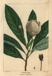 Loblolly bay, Gordonia lasyanthus (gravering) af Pierre Joseph Redouté