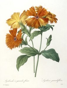 Storblomstret Lychnid, Lychnus grandiflora, fra Valg af de smukkeste blomster og smukkeste frugter, 1827 (håndfarvet stiplet gravering)