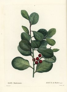 Madeira kristtorn, Ilex perado (Holly de Madere, Ilex maderiensis). Håndfarvet stipplegravering af Casenave efter en illustration af Pierre-Joseph Redoute fra Henri Louis Duhamel du Moncels Treat des Arbres et Shrustes, Paris af Pierre Joseph Redouté