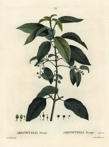 Maqui eller chilensk vinbær, Aristotelia chilensis (Aristotelia macqui). Håndfarvet stipplegravering af Aimee efter en illustration af Pierre-Joseph Redoute fra Henri Louis Duhamel du Moncels Treat des Arbres et Shrustes, Paris af Pierre Joseph Redouté