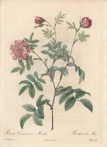 Majrose eller kanelrose - Eau forte de Chapuy, fra en illustration af Pierre Joseph Redoute (1759-1840), uddrag fra Les Roses af Pierre Joseph Redouté