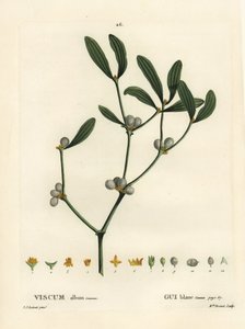 Mistelten, Visum album. Håndfarvet stipplegravering af Miss Brenet efter en illustration af Pierre-Joseph Redoute fra Henri Louis Duhamel du Moncels Treat des Arbres et Shrustes, Paris af Pierre Joseph Redouté