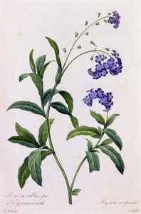 Myosotis Scorpiodes (farvet indgravering) af Pierre Joseph Redouté