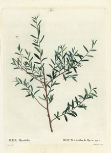 Myrtekristtorn eller myrte dahoon, Ilex myrtifolia. Håndfarvet stipple-gravering af Delaneaux efter en illustration af Pierre-Joseph Redoute fra Henri Louis Duhamel du Moncels Treat des Arbres et Shrustes, Paris af Pierre Joseph Redouté