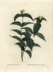 Nordlig buskkaprifolier, Diervilla lonicera (Lonicera diervilla). Håndfarvet stipplegravering af Du Ruisseau efter en illustration af Pierre-Joseph Redoute fra Henri Louis Duhamel du Moncels Treat des Arbres et Shrustes, Paris af Pierre Joseph Redouté