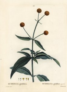 Orangekugletræ eller orangekuglebuddleja, Buddleja globosa (Buddlea globiflora). Håndfarvet stipplegravering af Miss Brenet efter en illustration af Pierre-Joseph Redoute fra Henri Louis Duhamel du Moncels Treat des Arbres et Shrustes, Paris af Pierre Joseph Redouté
