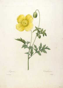 Papaver, fra Choice Of The Most Beautiful Flowers and Most Beautiful Fruits, 1827 (håndfarvet stipple gravering)