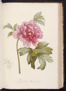 Pæon, fra "Beskrivelse af sjældne og dyrkede planter ved Malmaison og Navarre" af Aime Bonpland, 1812-14 af Pierre Joseph Redouté