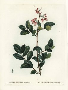 Pieris mariana (Andromeda mariana, Andromede of Maryland). Håndfarvet stipplegravering af Renard efter en illustration af Pierre-Joseph Redoute fra Henri Louis Duhamel du Moncels Treat des Arbres et Shrustes, Paris af Pierre Joseph Redouté
