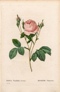 Pink Vilmorin, Rosa centifolia Vilmorin. Håndfarvet stiplet kobberstik fra Pierre Joseph Redoutes "" Les Roses,"" Paris af Pierre Joseph Redouté