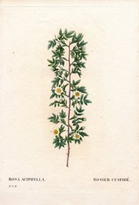 Pink kuspidat, Rosa canina sort. Cuspid rose, Rosa aciphylla. Håndfarvet stiplet kobberstik fra Pierre Joseph Redoutes "" Les Roses,"" Paris af Pierre Joseph Redouté