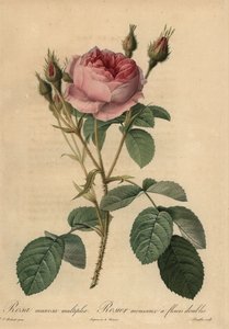 Lyserød mosrose, Rosa centifolia f. muscosa af Pierre Joseph Redouté