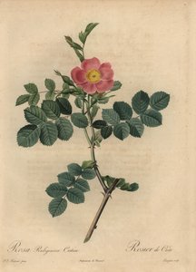 Pink sweetbriar rose, Rosa rustinosa af Pierre Joseph Redouté