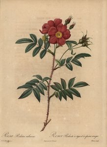 Rød rose, Rosa af Pierre Joseph Redouté