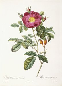 Rosa Damascena Coccina af Pierre Joseph Redouté