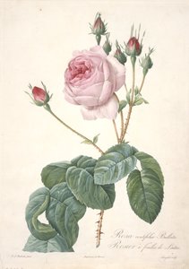Rosa centifolia Bullata, Rosebush med salatblade, fra Les Roses, 1817-24 (håndfarvet stiplet gravering) af Pierre Joseph Redouté