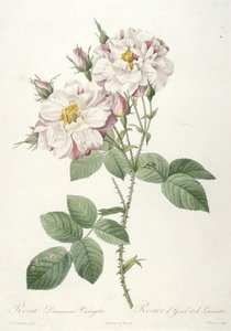 Rosa damascena variegata, Rose of York og Lancaster, fra La Couronne des Roses, 1817-24 (håndfarvet stipple gravering) af Pierre Joseph Redouté
