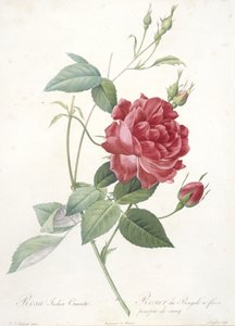 Rosa indica cruenta, bengalsk rose med blodlilla blomster, fra Les Roses, 1817-24 (håndfarvet stipple gravering) af Pierre Joseph Redouté
