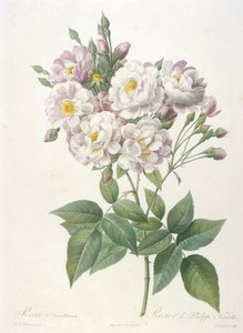 Rosa noisettiana, Rosier de Philippe de Noisette, fra La Couronne des Roses, 1817-24 (håndfarvet prikkegravering) af Pierre Joseph Redouté