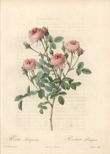 Rose de Meaux med lyserøde blomster - Radering af Langlois, baseret på en illustration af Pierre Joseph Redoute (1759-1840), fra Les Roses af Pierre Joseph Redouté