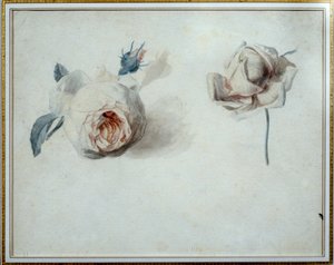 Rose studie Akvarel af Pierre Joseph Redoute (1759-1840) Malmaison fra det 19. århundrede, slotmuseum. af Pierre Joseph Redouté